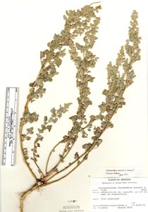 Herbarium Sheet of 